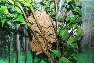 Stinging bees.